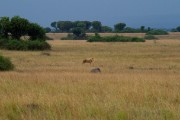 Lion in the field